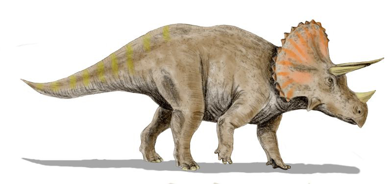 Triceratops - Wikipedia, la enciclopedia libre