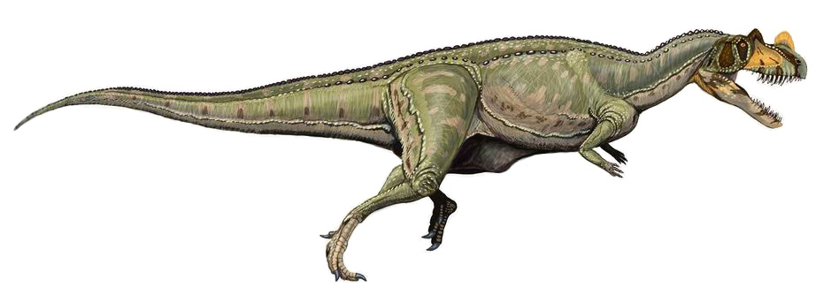 Ceratosaurus - Wikipedia, la enciclopedia libre