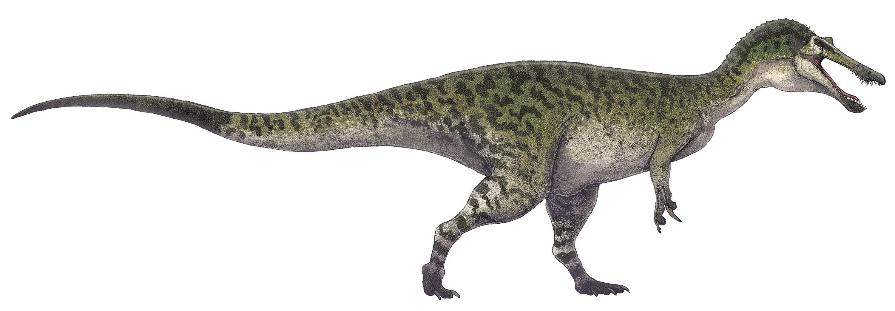 Archivo:Baryonyx walkeri restoration.jpg - Wikipedia, la enciclopedia libre