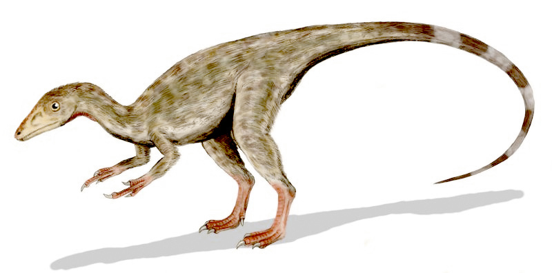 Compsognathus longipes - Wikipedia, la enciclopedia libre